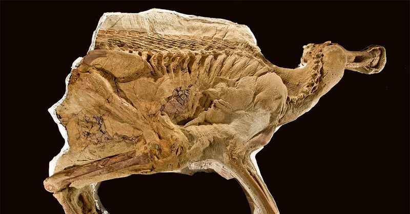 Fossil Proteins Offer New Hope