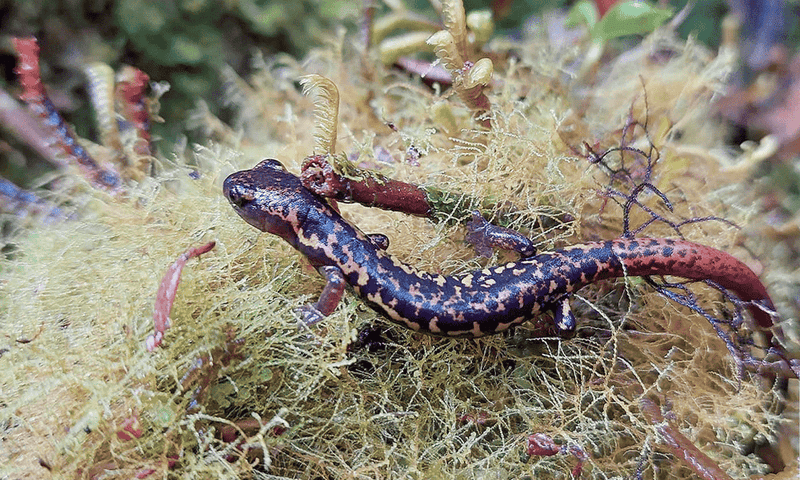 New Species Found During Remote Shoots