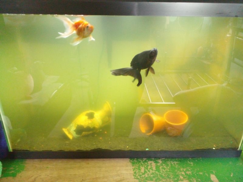 Weekly Water Changes