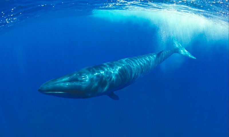 Sei Whales – Mysterious And Vulnerable