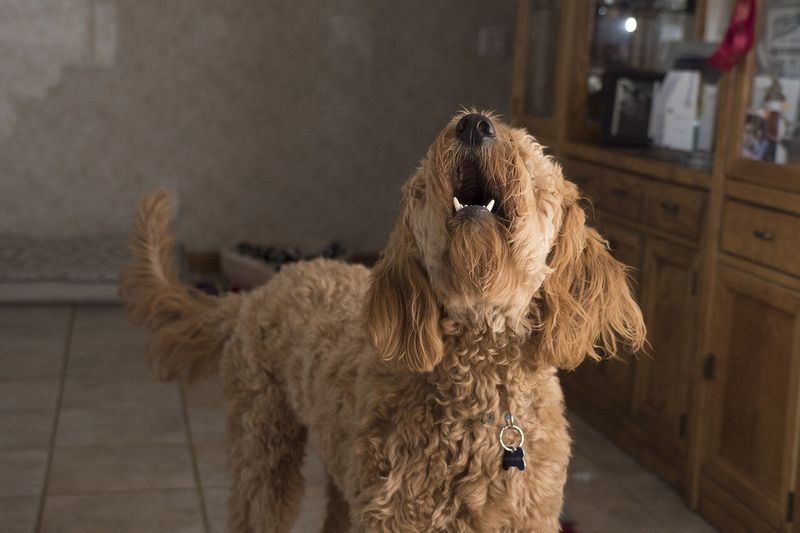Excessive Barking