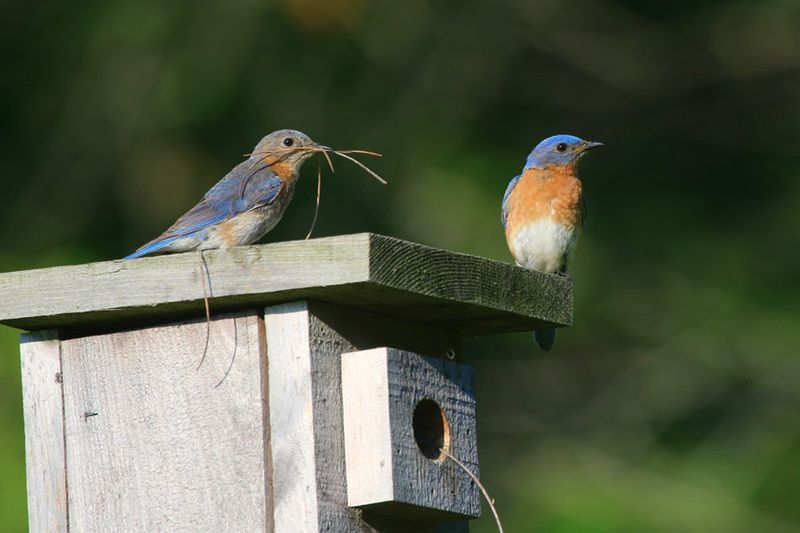 Bluebird's Azure Beauty