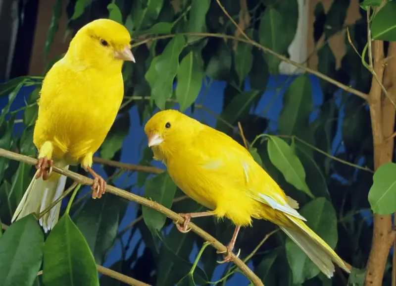 Canaries Sing Duets With Companions