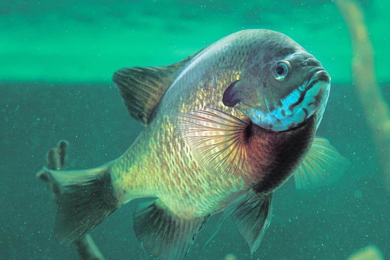 Downsize Your Tackle