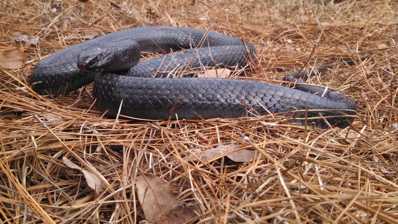 Eastern Indigo Snake