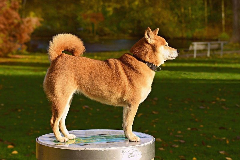 Akita