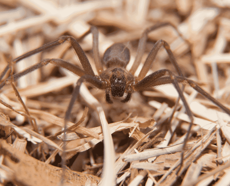 Brown Recluse Spider