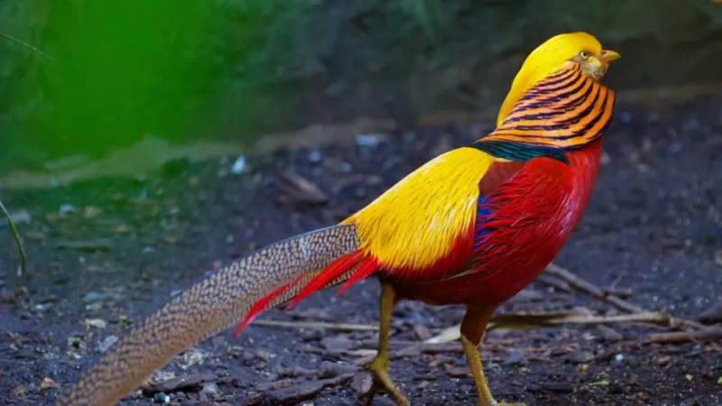 The Firebird: A Slavic Folklore Parallel