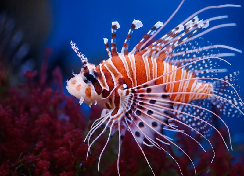Lionfish: Floating Pincushion Of Pain