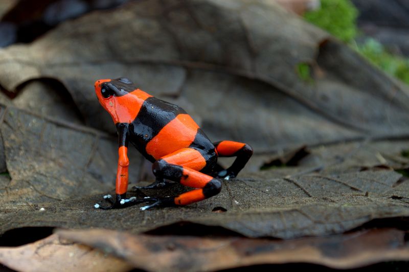 Red-Banded Poison Arrow Frog