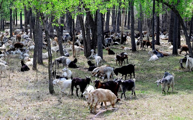 Their Hooves Help Mulch The Soil