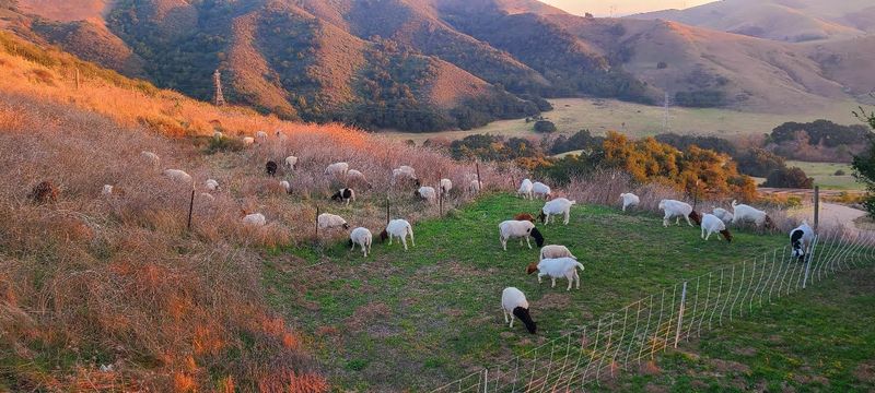 Goat Grazing Is Cheaper Than You Think
