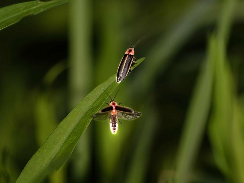 Future Prospects For Fireflies: Will We See Them Again?