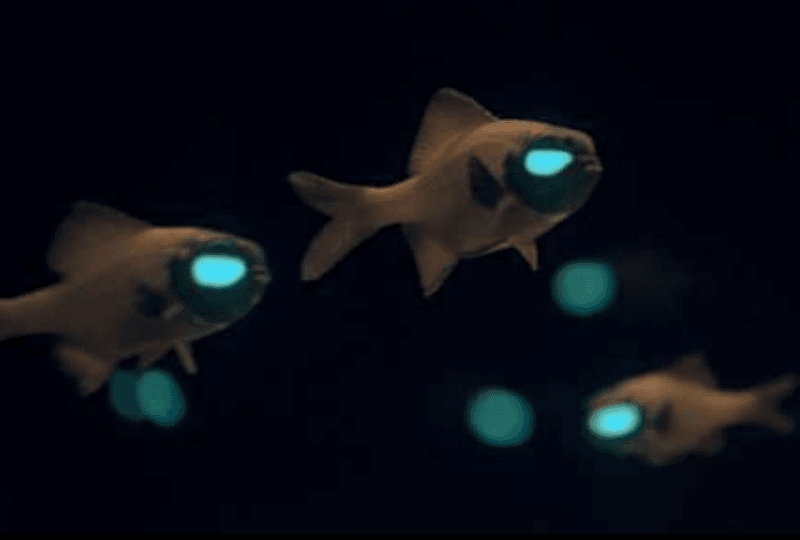 Flashlight Fish – Nature's Headlights