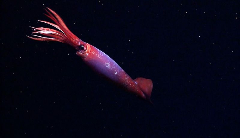First-Ever Live Footage Of The Gonatus Antarcticus Squid