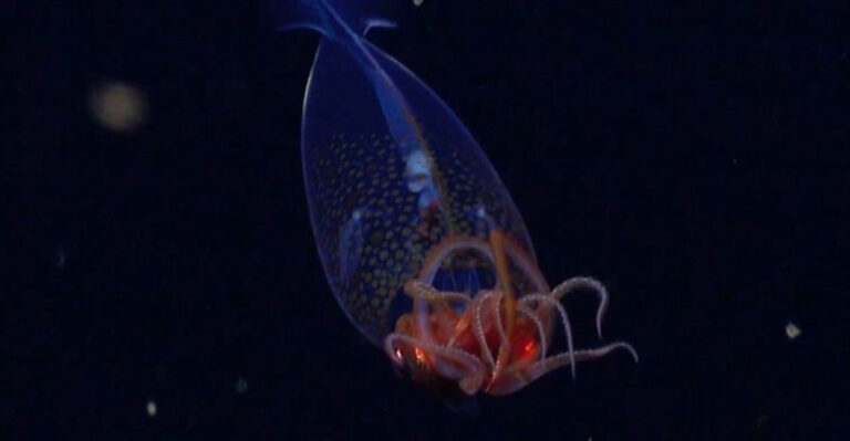 First-Ever Footage Captures Deep-Sea Squid Alive