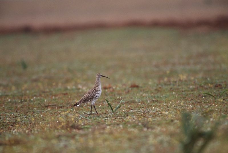 Conservation Groups Declare The Species Lost