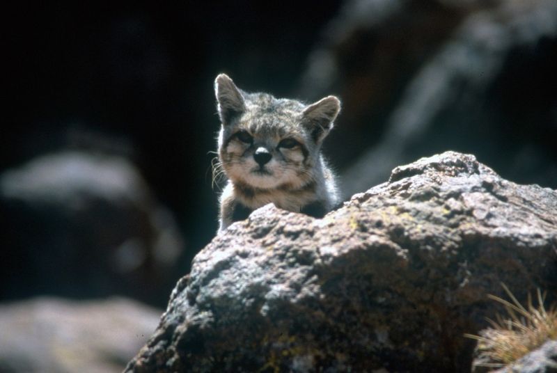 Andean Mountain Cat Confirmed As New Species