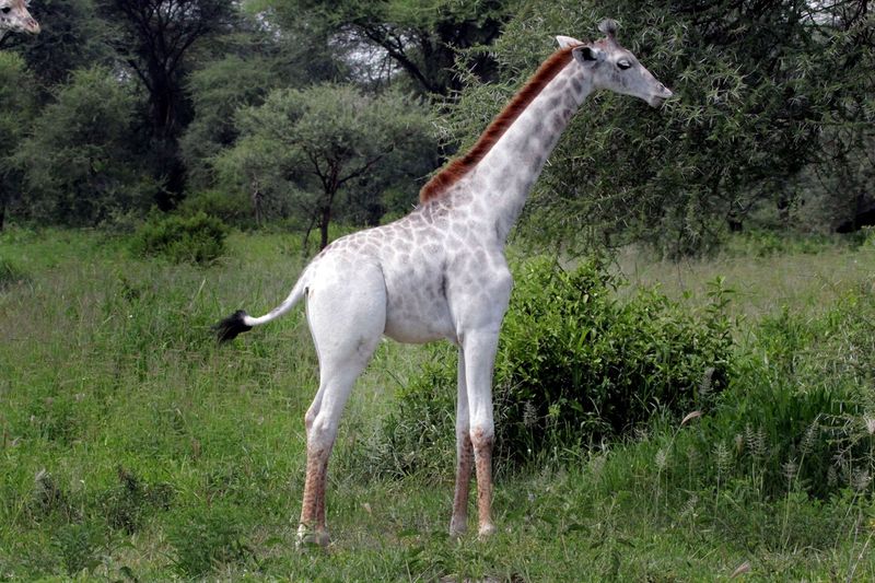 Albinism Affects All Kinds Of Animals