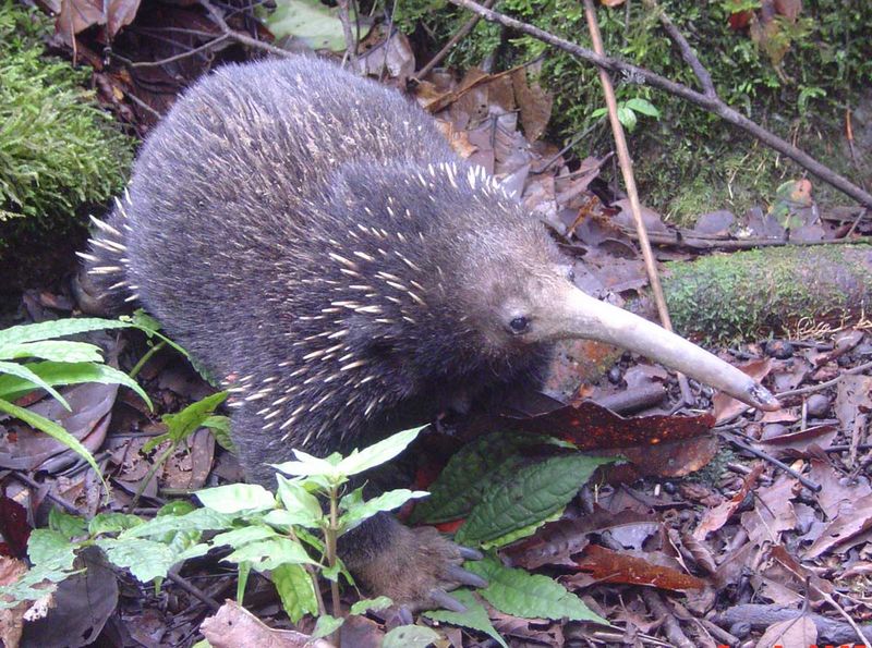 Hope For Conservation: The Rediscovery Of The Long-Beaked Echidna