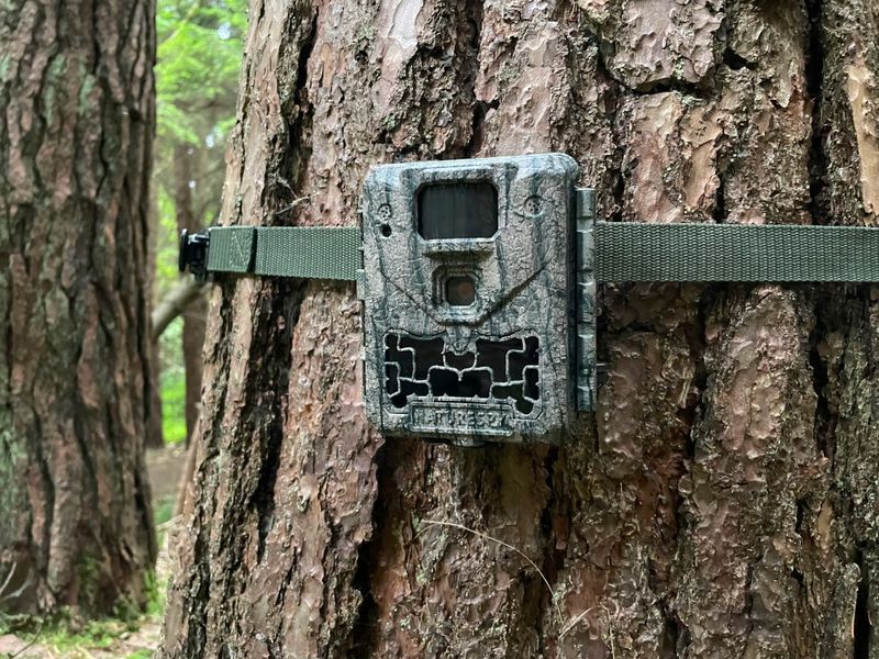 Motion-Activated Trail Cameras
