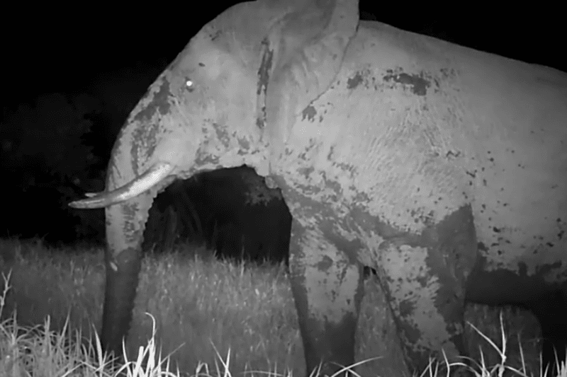 A Rare Sight: The Ghost Elephant's Return To Niokolo-Koba