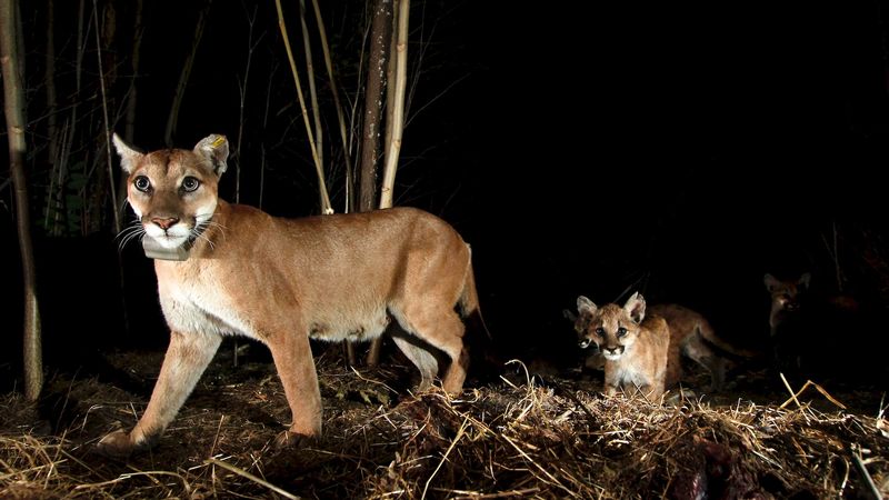 Night Footage Made Possible By New Tech