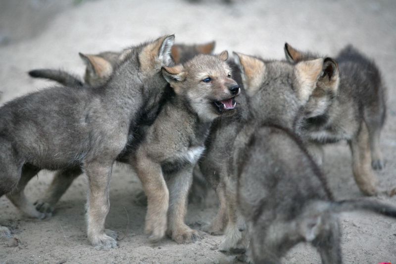 Playful Social Learning