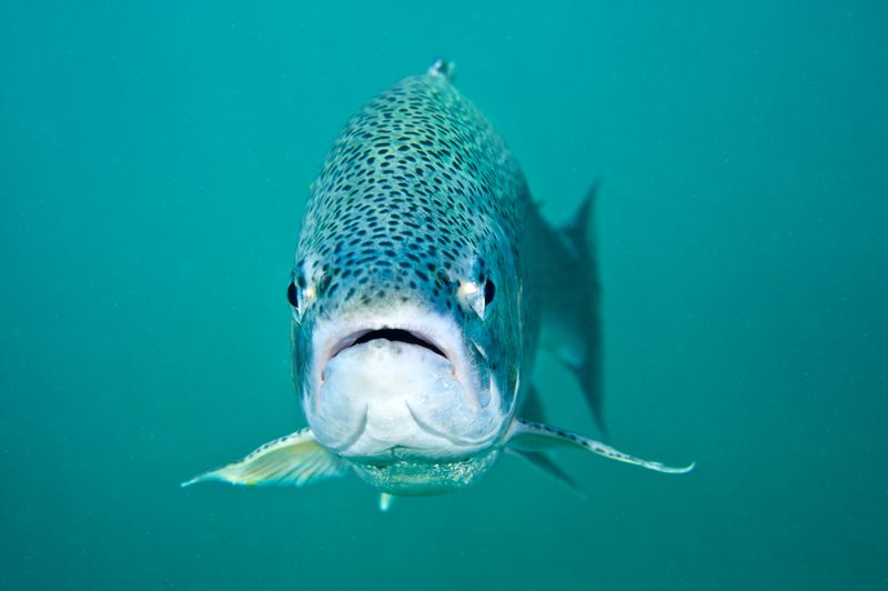 Fish Suffer Before Slaughter