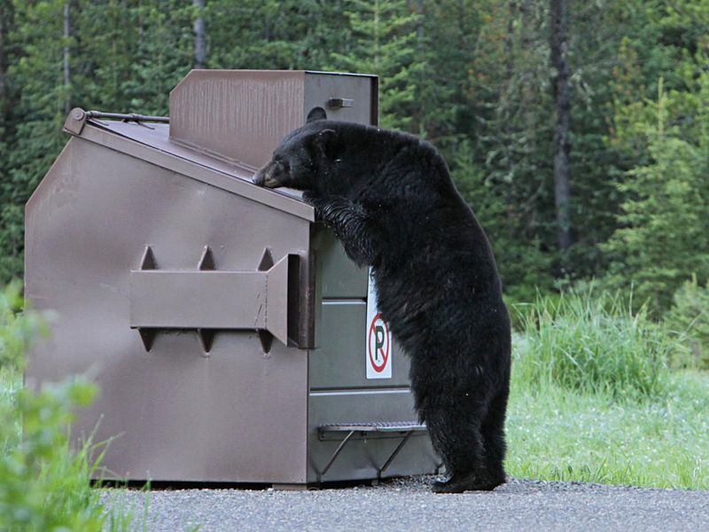 Garbage Creates Problem Bears