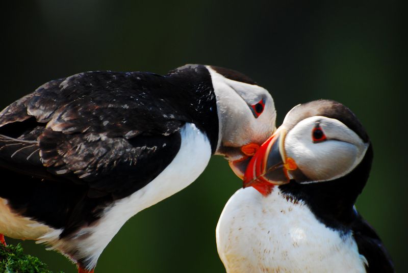 Lifelong Love Birds