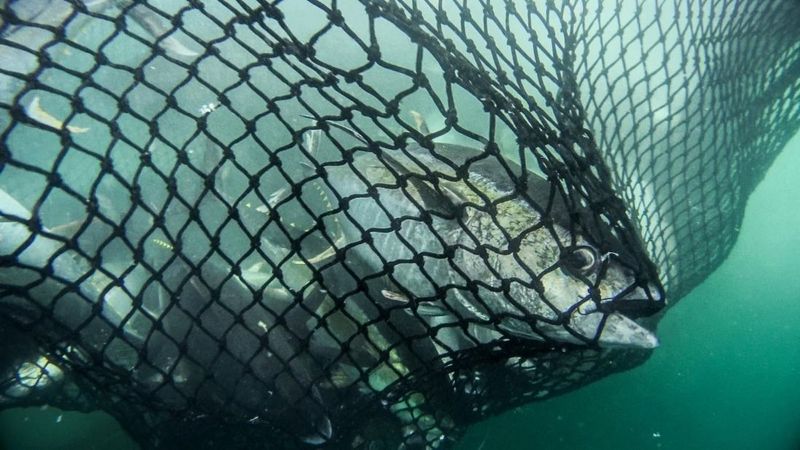 How Fish Experience Pain