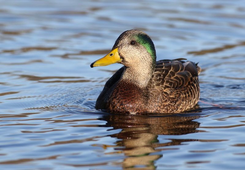 Mallard Hybridization Threatens Arctic Duck Species