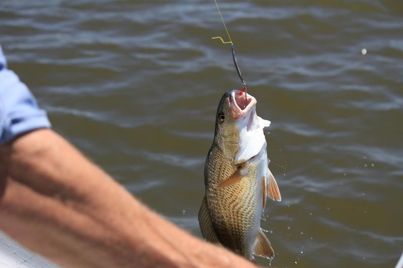 The Long Painful Decline Of Fish In Fishing