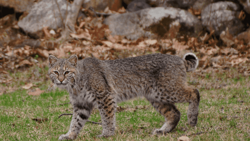 Bobcats: Wild Feline Rivals