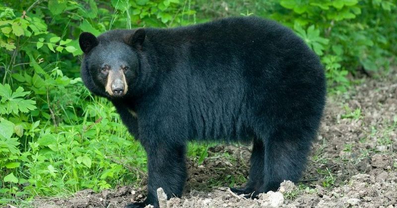 American Black Bears: Forest Giants Making A Comeback