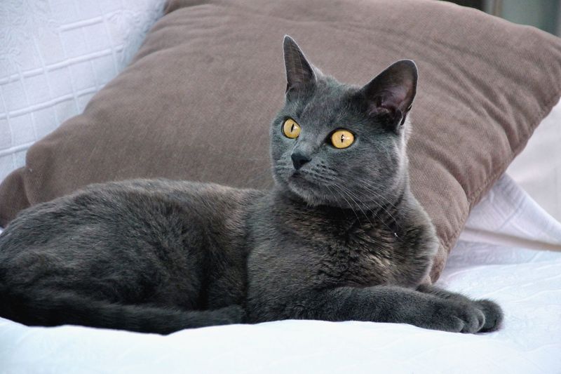 Warehouse Warrior: Chartreux