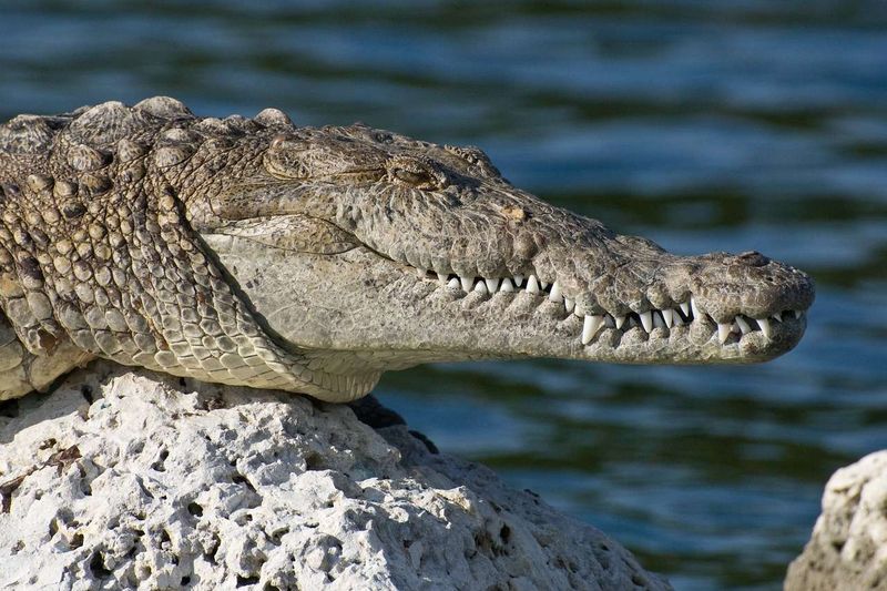 American Crocodiles Bask In Florida