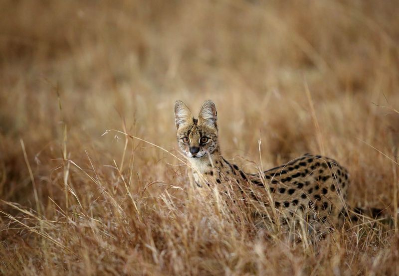 Serval's Grassland Communication Network