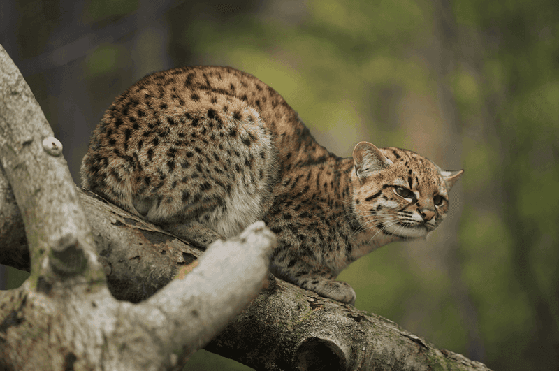 Geoffroy's Cat