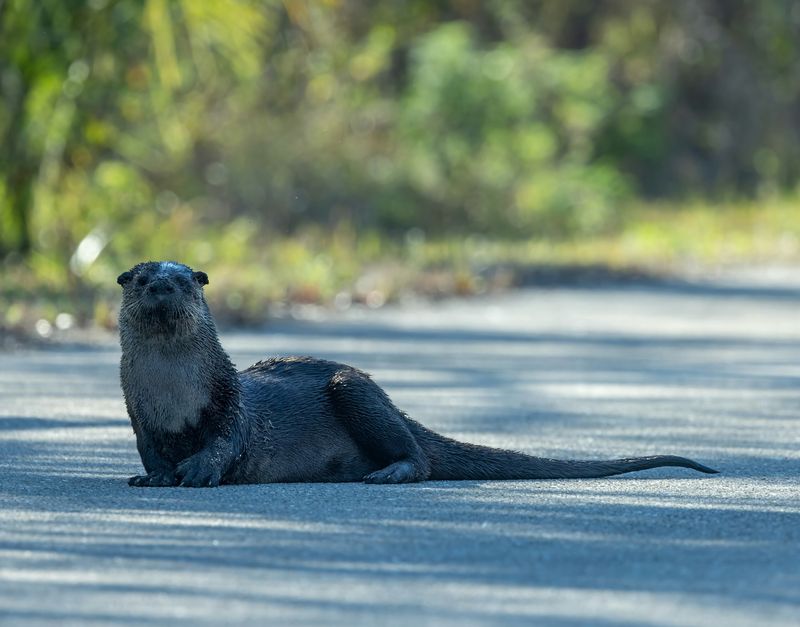 Roadway Mortality