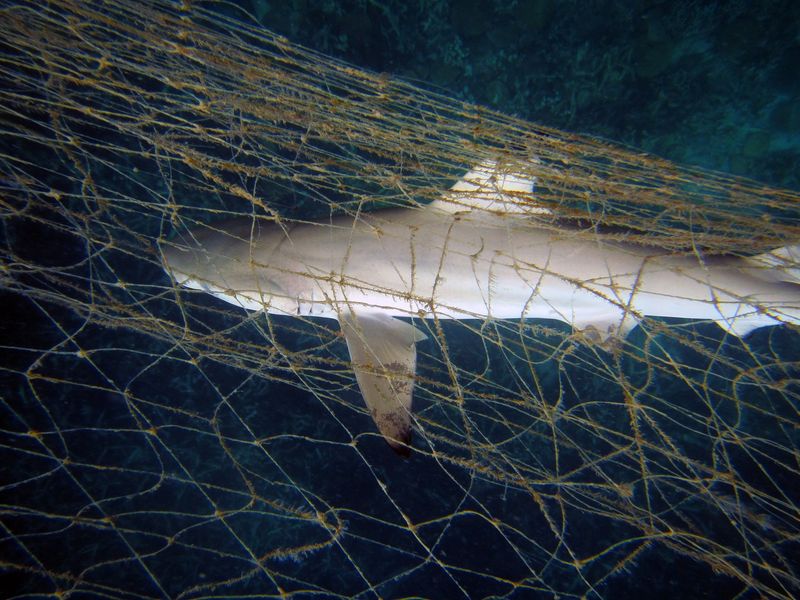 Ghost Fishing – Abandoned Gear Continues To Kill