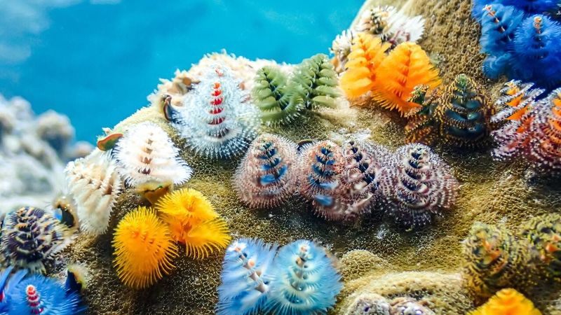 Christmas Tree Worm