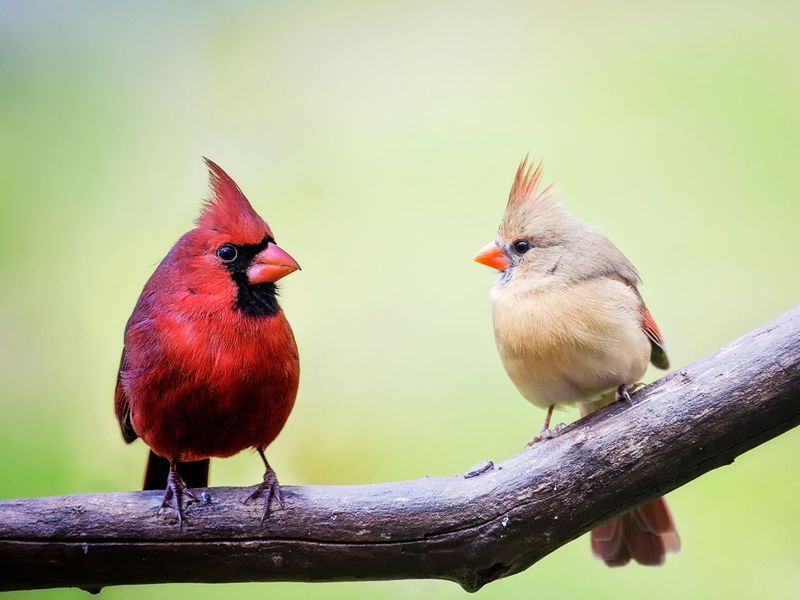 Punk Rock Royalty: The Northern Cardinal