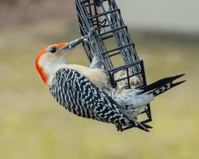 Woodpecker With Table Manners