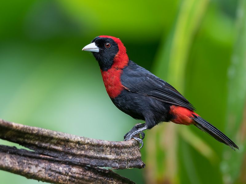 Crimson-Collared Tanager