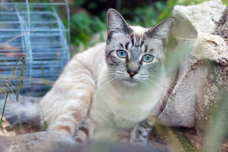 Lynx Point Siamese: The Wild Sophisticate