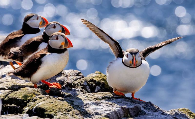 Atlantic Puffin