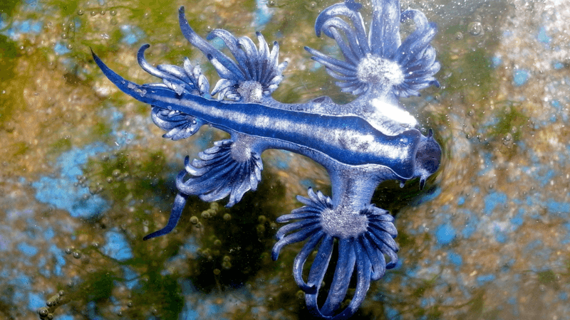 Blue Glaucus (Blue Dragon Sea Slug)