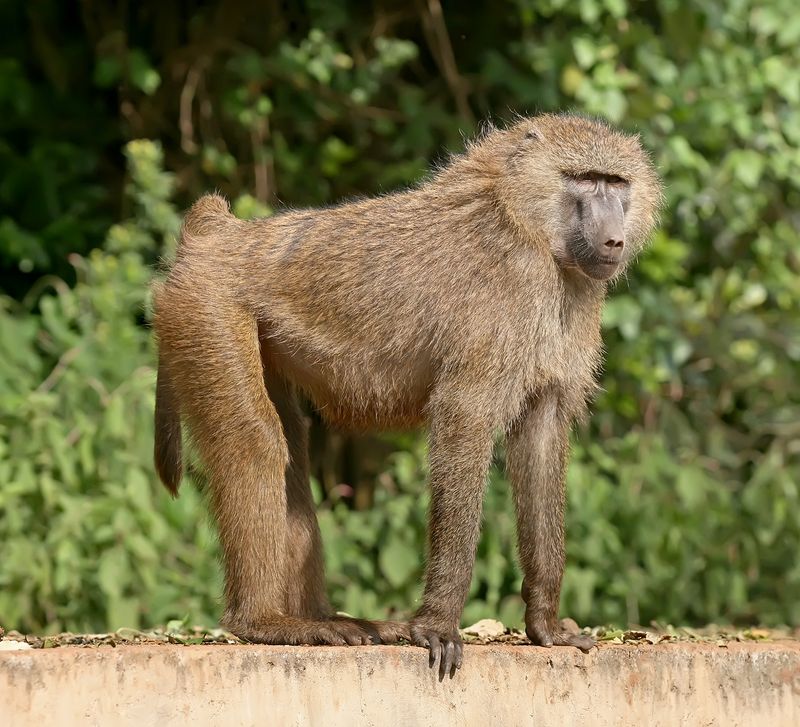 Baboons